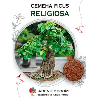 FICUS RELIGIOSA (Фикус Священный)