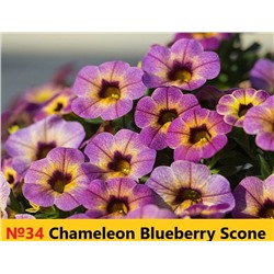 34 Калибрахоа Chameleon Blueberry Scone