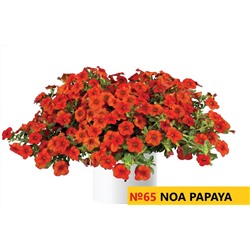 65 Калибрахоа Noa Papaya