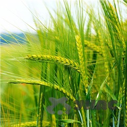 Пшеница 5 кг Зеленый уголок
