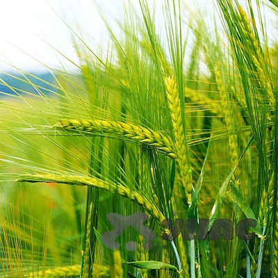 Пшеница 5 кг Зеленый уголок
