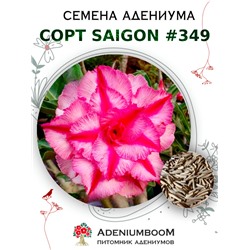 Адениум Тучный от SAIGON ADENIUM № 349   (2 сем)