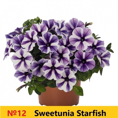 12 Петуния Sweetunia Starfish