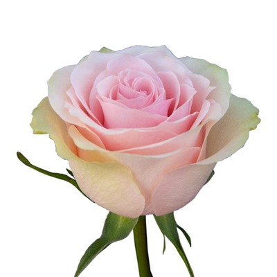 Роза Фрутетто чайно-гибридная (Золотая сотка Алтая)