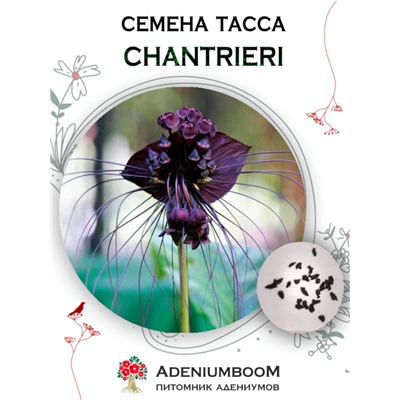 TACCA CHANTRIERI (Такка Шантрье)