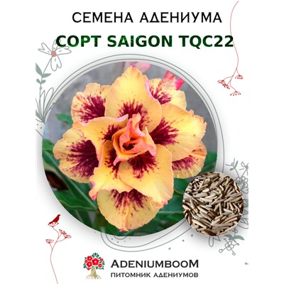 Адениум Тучный от SAIGON ADENIUM, TQC22