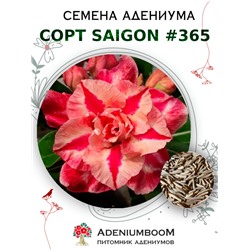 Адениум Тучный от SAIGON ADENIUM № 365   (2 сем)