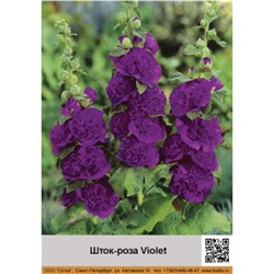 Шток-роза Violet