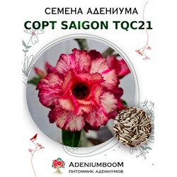Адениум Тучный от SAIGON ADENIUM, TQC21