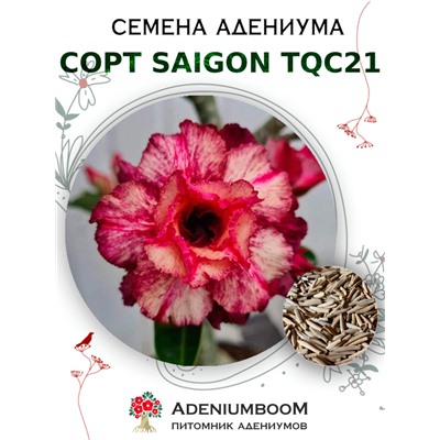 Адениум Тучный от SAIGON ADENIUM, TQC21