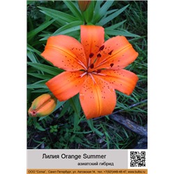 Лилия Orange_Summer