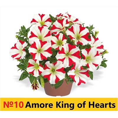 10 Петуния Amore King of Hearts