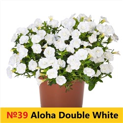 39 Калибрахоа Aloha Double White