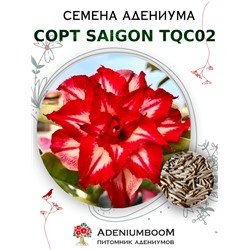 Адениум Тучный от SAIGON ADENIUM, TQC02