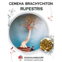 BRACHYCHITON RUPESTRIS (Брахихитон Наскальный)