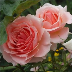 Роза Дезире чайно-гибридная (Сербия Империя роз)