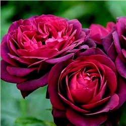 Роза Морелло шраб (Сербия Империя роз)