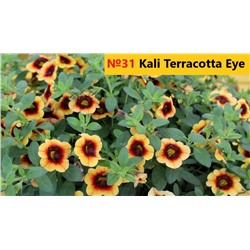 31 Калибрахоа Kali Terracotta Eye