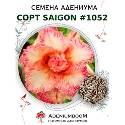 Адениум Тучный от SAIGON ADENIUM № 1052