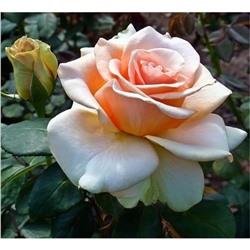 Роза Мэрилин Монро чайно-гибридная (Сербия Империя роз)