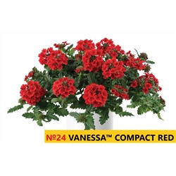 24 Вербена Vanessa Compact Red