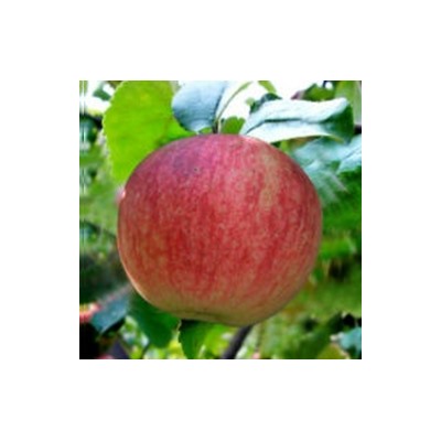 крупноплодная яблоня Янтарь