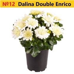 12 ОСТЕОСПЕРМУМ Dalina Double Enrico