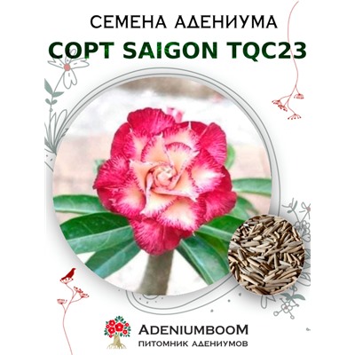 Адениум Тучный от SAIGON ADENIUM, TQC23