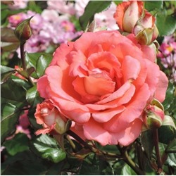 Роза Вайкики флорибунда (Сербия Империя роз)