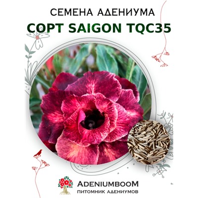 Адениум Тучный от SAIGON ADENIUM, TQC35