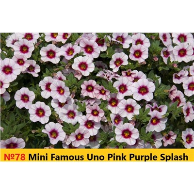78 Калибрахоа Mini Famous Uno Purple Splash