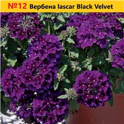 12 Вербена Iascar Black Velvet