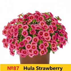 87 Калибрахоа Hula Strawberry