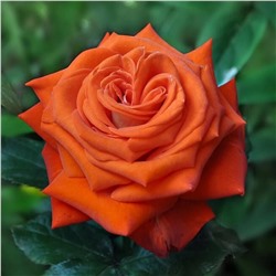 Роза Верано чайно-гибридная (Золотая сотка Алтая)