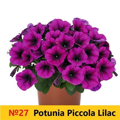 27 Петуния Potunia Piccola Lilac