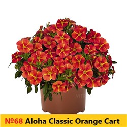 68 Калибрахоа Aloha Classic Orange Cart