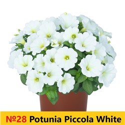 28 Петуния Potunia Piccola White