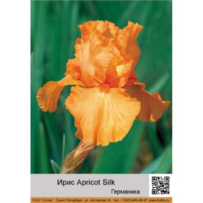 Ирис германика Apricot Silk