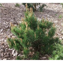 Сосна Банкса (Pinus banksiana) "MN" 10 шт.