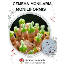 MONILARIA MONILIFORMIS (Монилария Ожерельевидная)