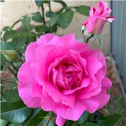 Роза Парпл Фрагранс чайно-гибридная (Сербия Империя роз)