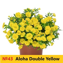 43 Калибрахоа Aloha Double Yellow