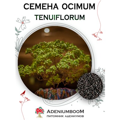 OCIMUM TENUIFLORUM (Базилик священный, тонкоцветный)