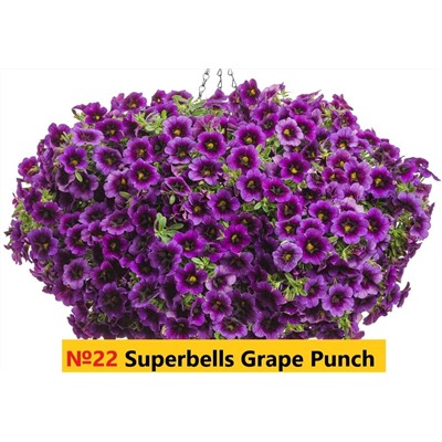 22 Калибрахоа Superbells Grape Punch