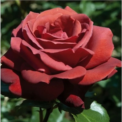 Роза Терракота чайно-гибридная (Золотая сотка Алтая)