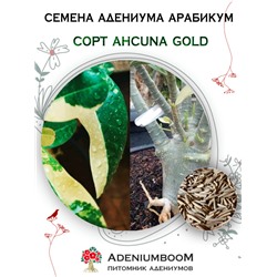 Адениум Арабикум AHCUNA GOLD (1 сем)