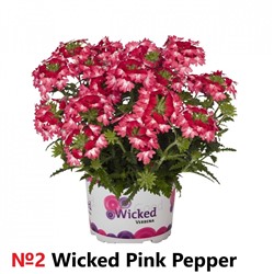2 Вербена Wicked Pink Pepper