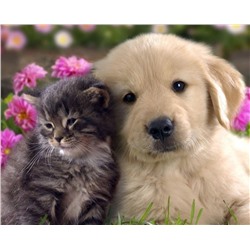 Картина по номерам 40х50 «Котенок и щенок»