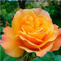 Роза Текила шраб (Сербия Империя роз)