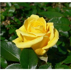 Роза Дорола миниатюрная (Золотая сотка Алтая)